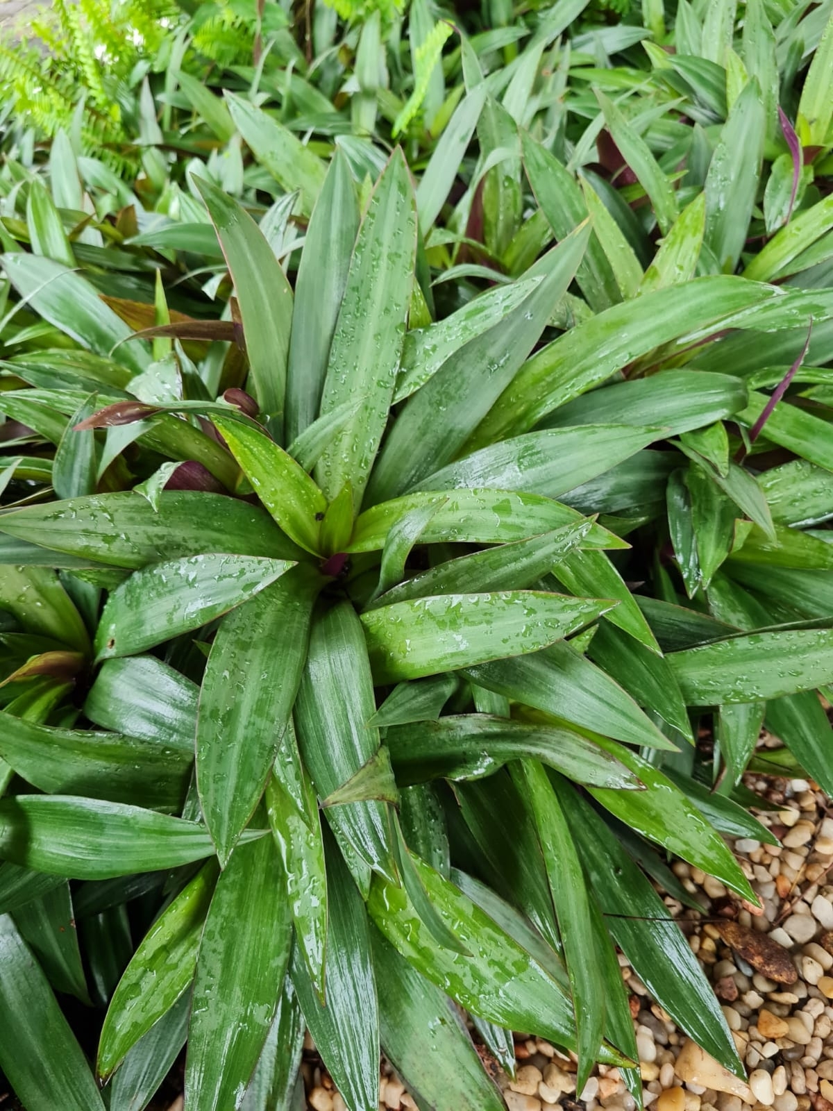 Tradescantia spathacea