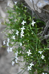 Moehringia intermedia