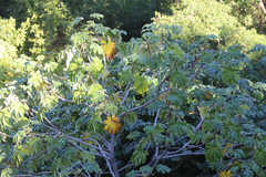 Cecropia schreberiana