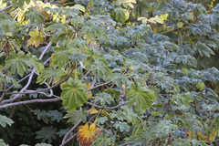 Cecropia schreberiana