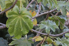 Cecropia schreberiana