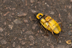 Chauliognathus missionum