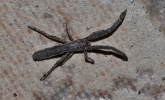 Miagrammopes orientalis