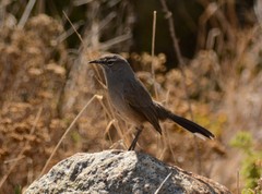 Cercotrichas coryphoeus cinerea