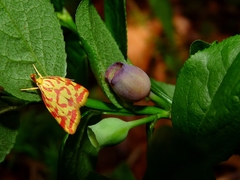 Hypercallia citrinalis