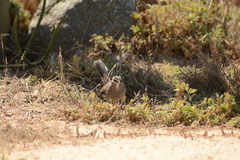 Cercotrichas coryphoeus cinerea