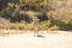 Cercotrichas coryphoeus cinerea