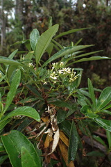 Olearia viscosa