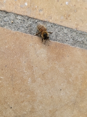 Apis mellifera