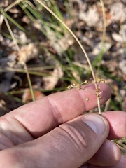 Juncus gymnocarpus