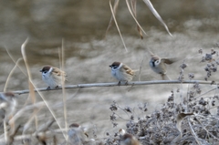 Passer montanus