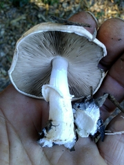 Agaricus