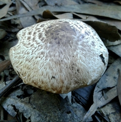 Agaricus