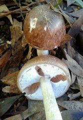 Agaricus