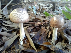 Agaricus