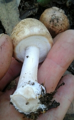 Agaricus