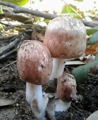 Agaricus