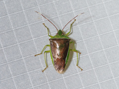 Neojurtina typica