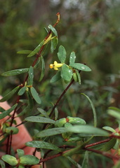 Pimelea pauciflora