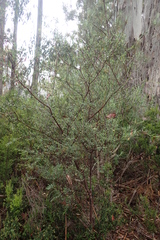 Pimelea pauciflora