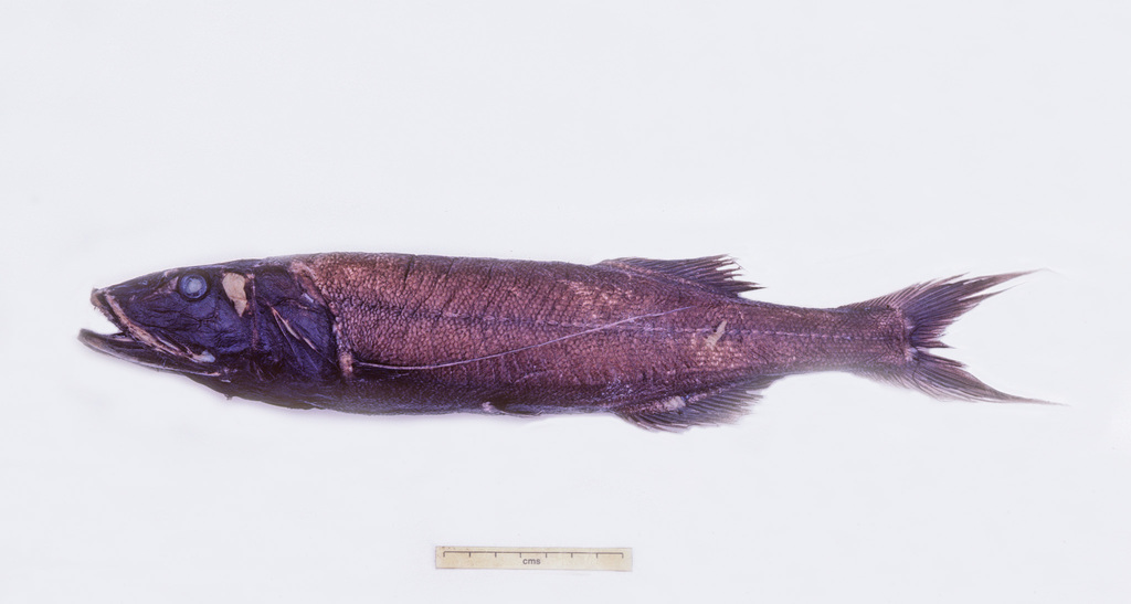 Longtail Slickhead