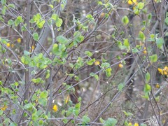 Alnus lusitanica