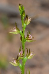 Prasophyllum subbisectum