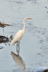 Ardea alba