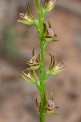 Prasophyllum subbisectum