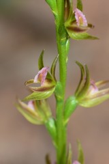 Prasophyllum subbisectum