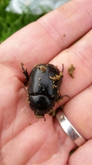 Pentodon bidens punctatus