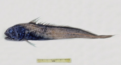 Melanonus zugmayeri