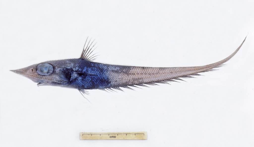 Campbell Whiptail