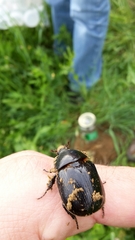Pentodon bidens punctatus
