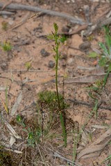 Prasophyllum subbisectum