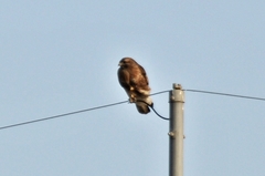 Buteo japonicus