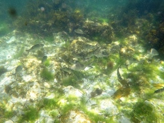 Kyphosus cornelii