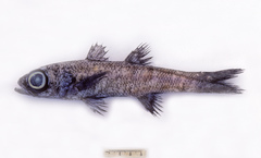 Robust Cardinalfish photo 2