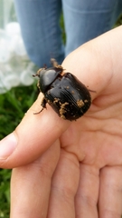 Pentodon bidens punctatus