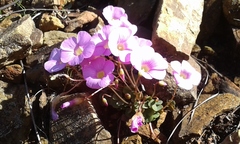 Oxalis commutata commutata