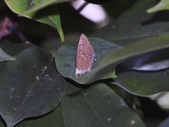 Arhopala athada