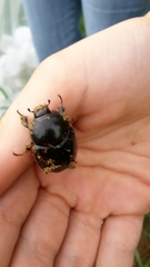 Pentodon bidens punctatus