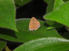 Arhopala athada