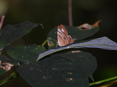 Abisara savitri