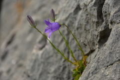 Campanula macrorhiza