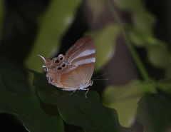 Abisara savitri