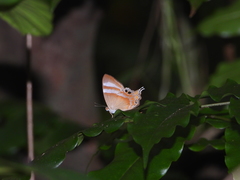 Abisara savitri