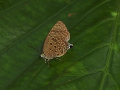 Arhopala athada