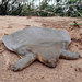Cantor's Giant Softshell Turtle - Photo (c) Dementia, some rights reserved (CC BY-SA)