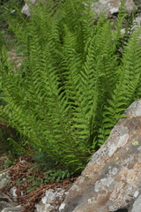Dryopteris oreades